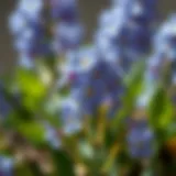 Exploring the Allure of Forget Me Not Faux Flowers Introduction