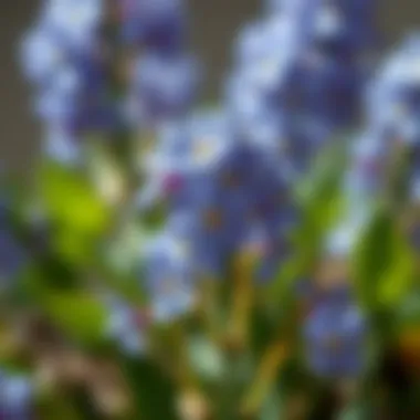 Exploring the Allure of Forget Me Not Faux Flowers Introduction