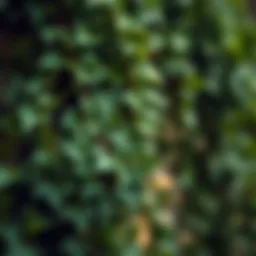 The Symbolism and Versatility of Ivy Leaves Garlands Introduction