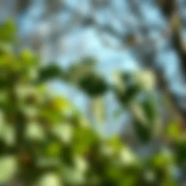 Notable The Symbolism and Versatility of Ivy Leaves Garlands Notable The Symbolism and Versatility of Ivy Leaves Garlands