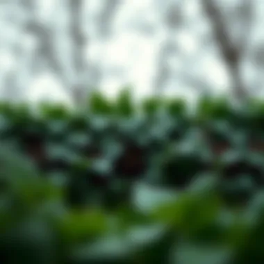 The Symbolism and Versatility of Ivy Leaves Garlands Summary