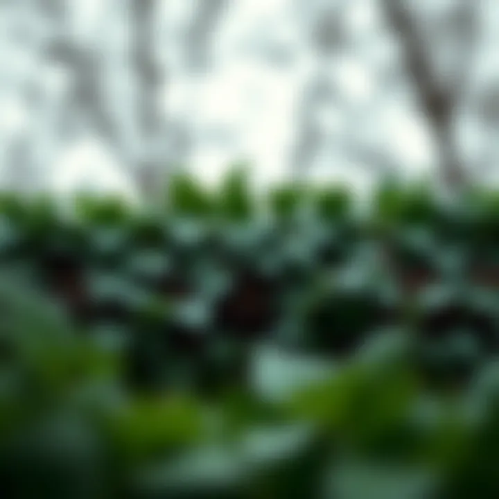 The Symbolism and Versatility of Ivy Leaves Garlands Summary